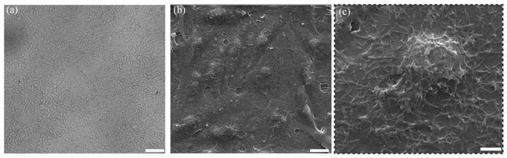 Cancer cell membrane embedded human bone micro-fluidic chip and preparation method and application thereof in separating circulating tumor cells