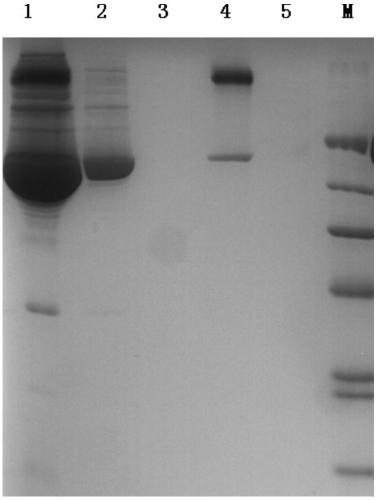 Chromatographic medium and preparation method thereof