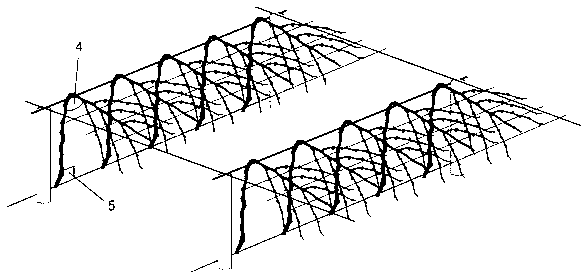 Method suitable for northern grape horizontal connected trellis cultivation