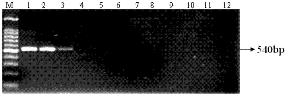 Nested PCR (Polymerase Chain Reaction) detection kit for canna yellow mottle virus and detection method thereof