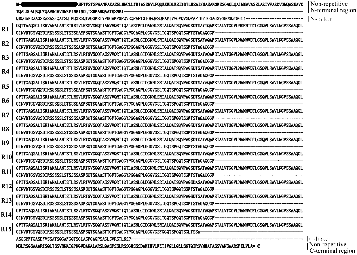 Araneus ventricosus wrapped fibroin full-length gene and preparation method thereof