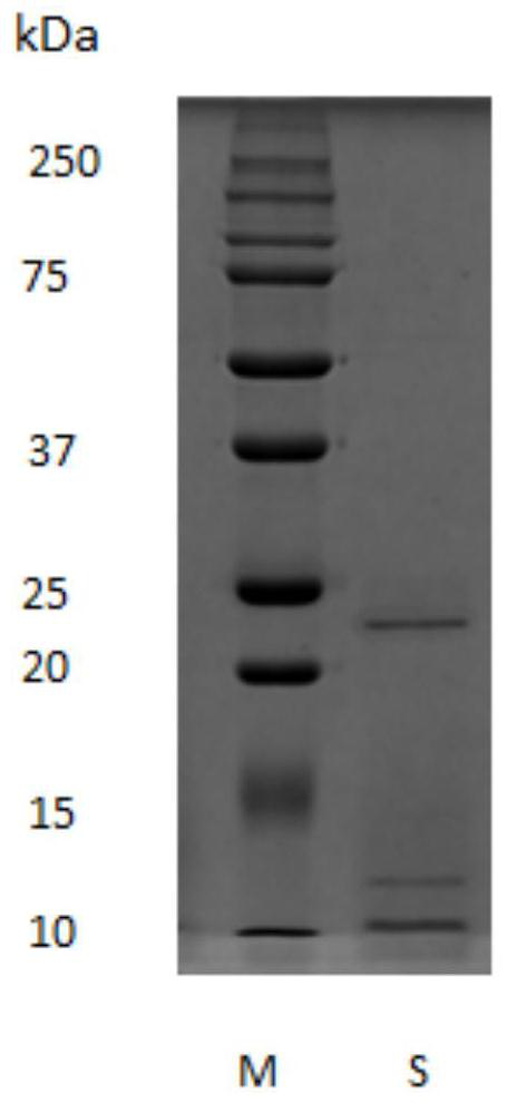 Self-assembled collagen and its preparation method