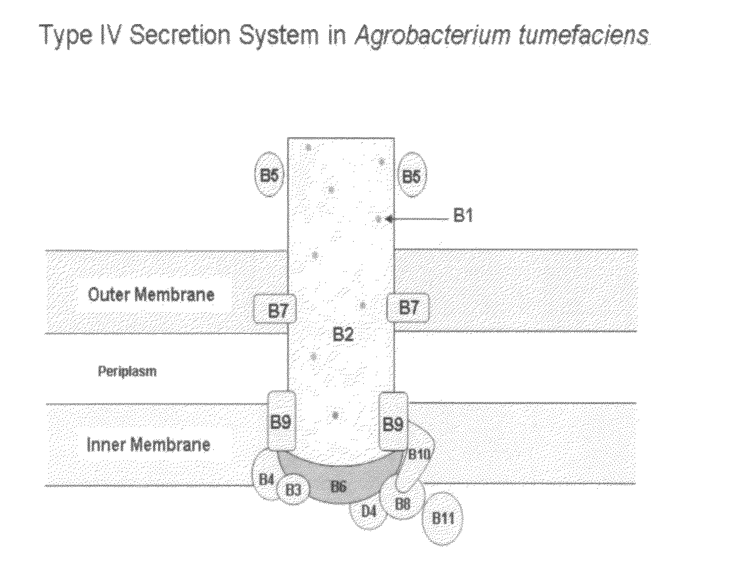 Protein fragments of virB10 and sero-detection of anaplasma phagocytophium