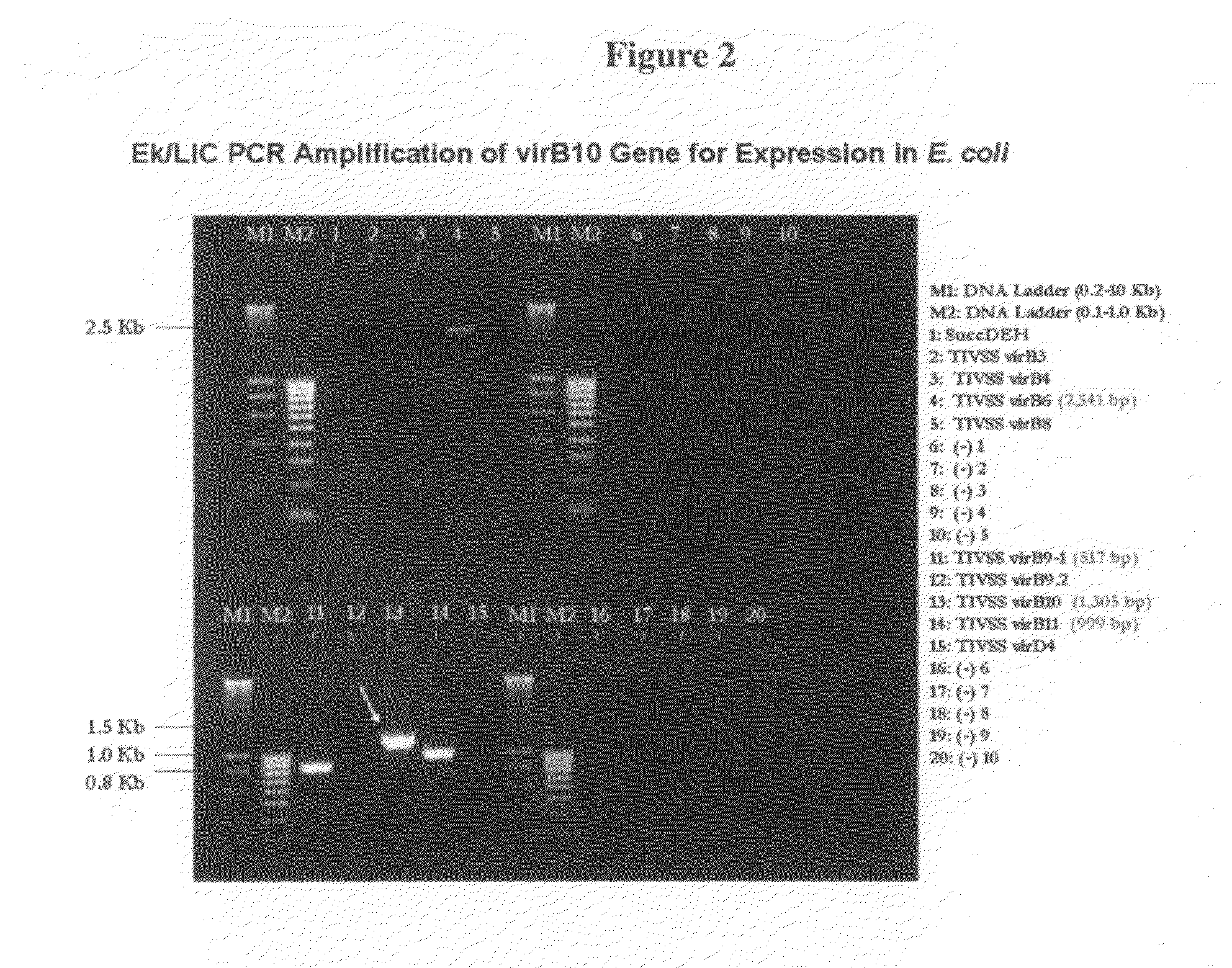 Protein fragments of virB10 and sero-detection of anaplasma phagocytophium