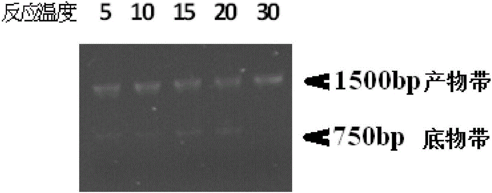 Preparation method and application of low-temperature bacterium DNA ligase