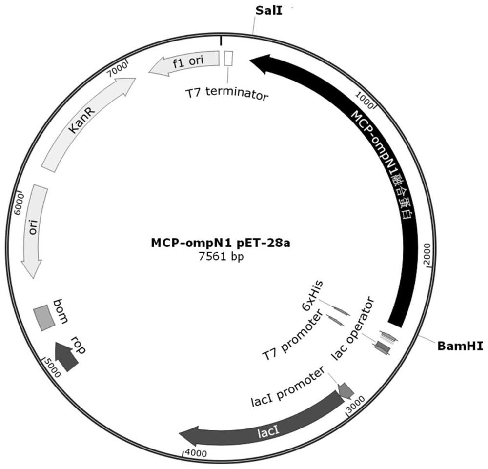 Fusion protein of MCP of nervous necrosis virus and ompN1 of edwarsiella ictaluri as well as preparation method of fusion protein