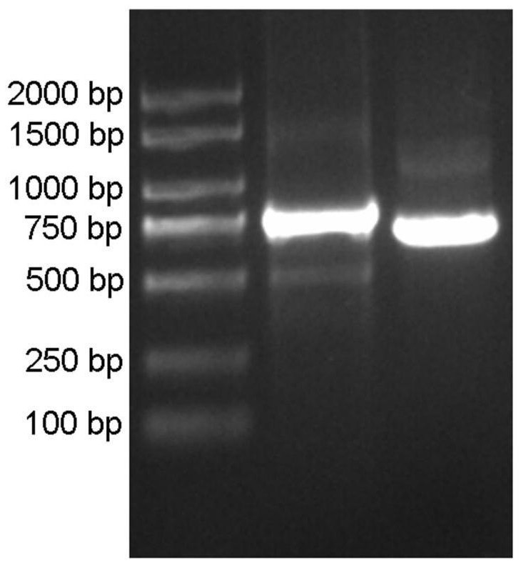 Application of brown planthopper PIB14 protein and coding gene thereof to regulation and control of brown planthopper resistance of plants