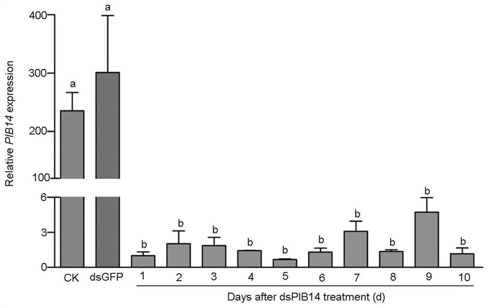 Application of brown planthopper PIB14 protein and coding gene thereof to regulation and control of brown planthopper resistance of plants