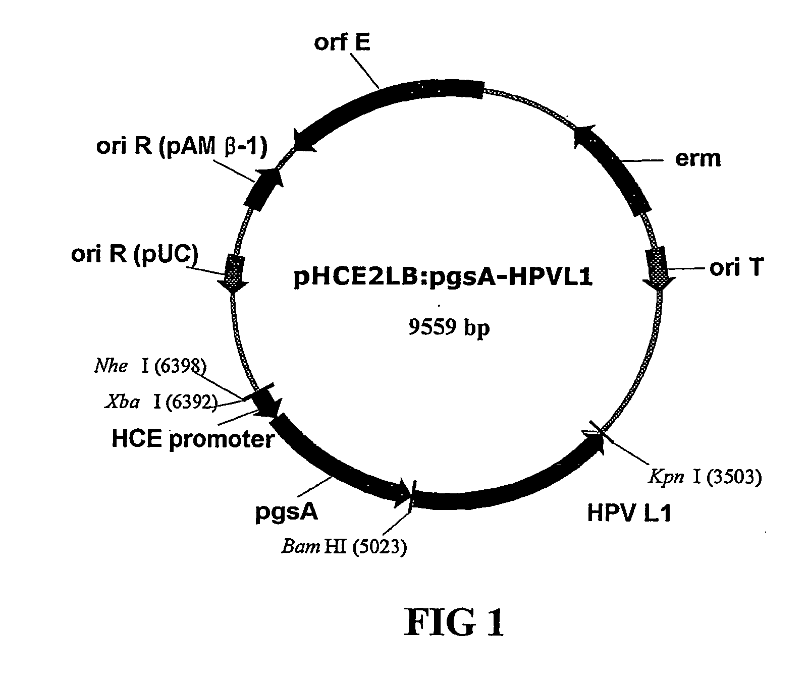 Vector for anti-hpv vaccine and transformed microorganism by the vector