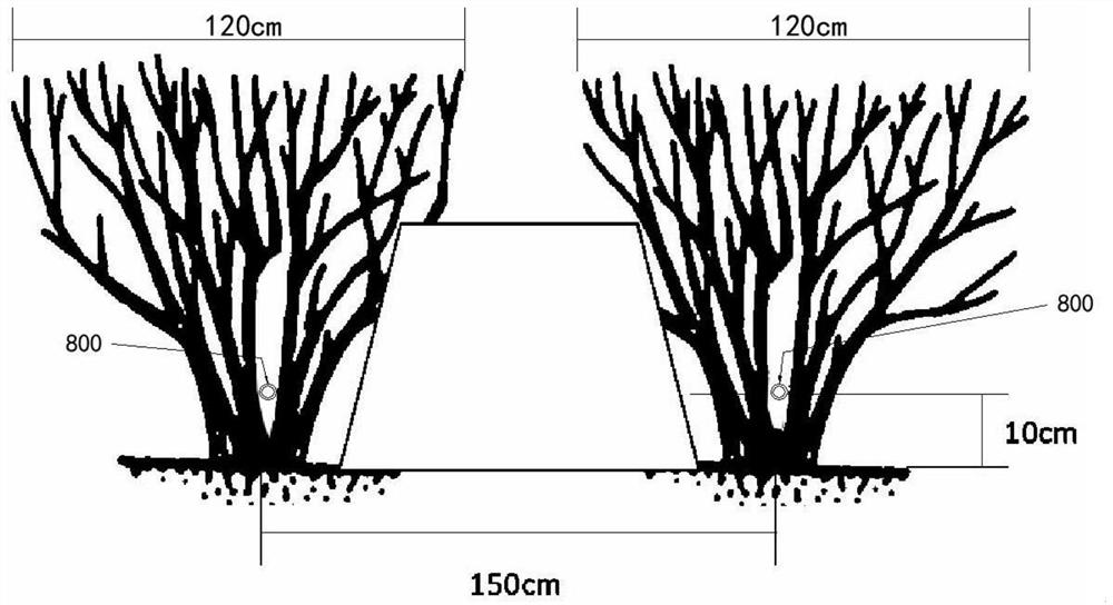 Tea garden planting management method suitable for whole-process mechanized operation