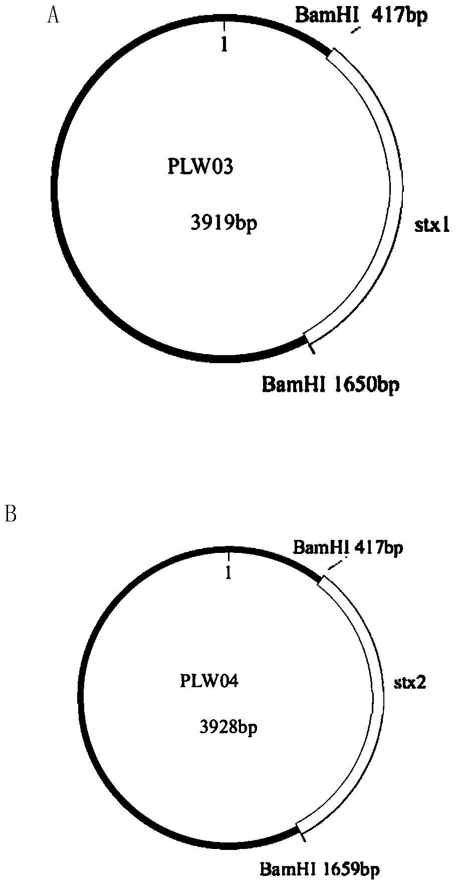 A plasmid standard molecule for detection of Shiga toxin-producing Escherichia coli and its application