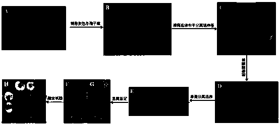 A kind of wild rice smut haploid strain uemt3 and its application