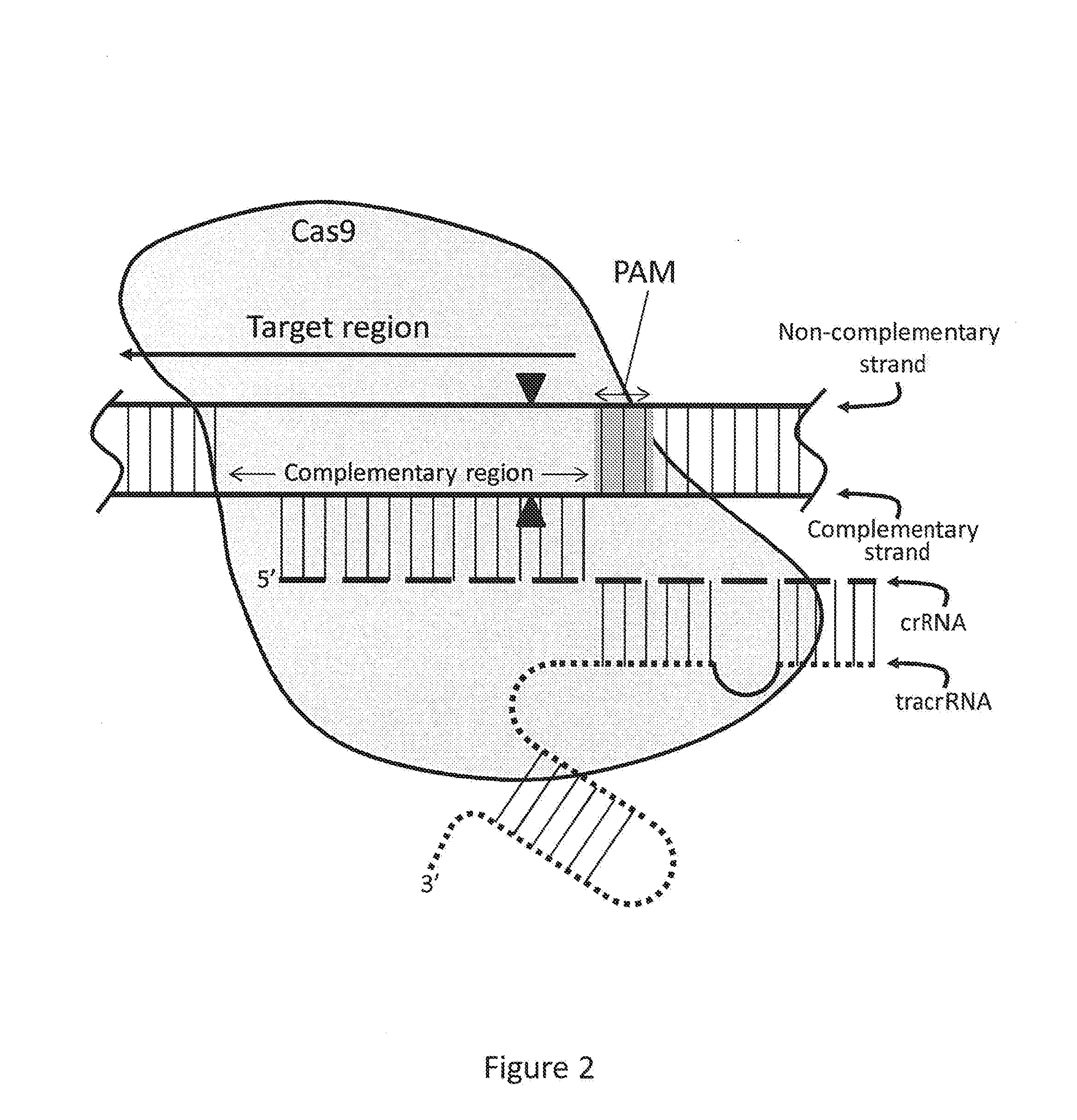 Compositions and methods for enrichment of nucleic acids