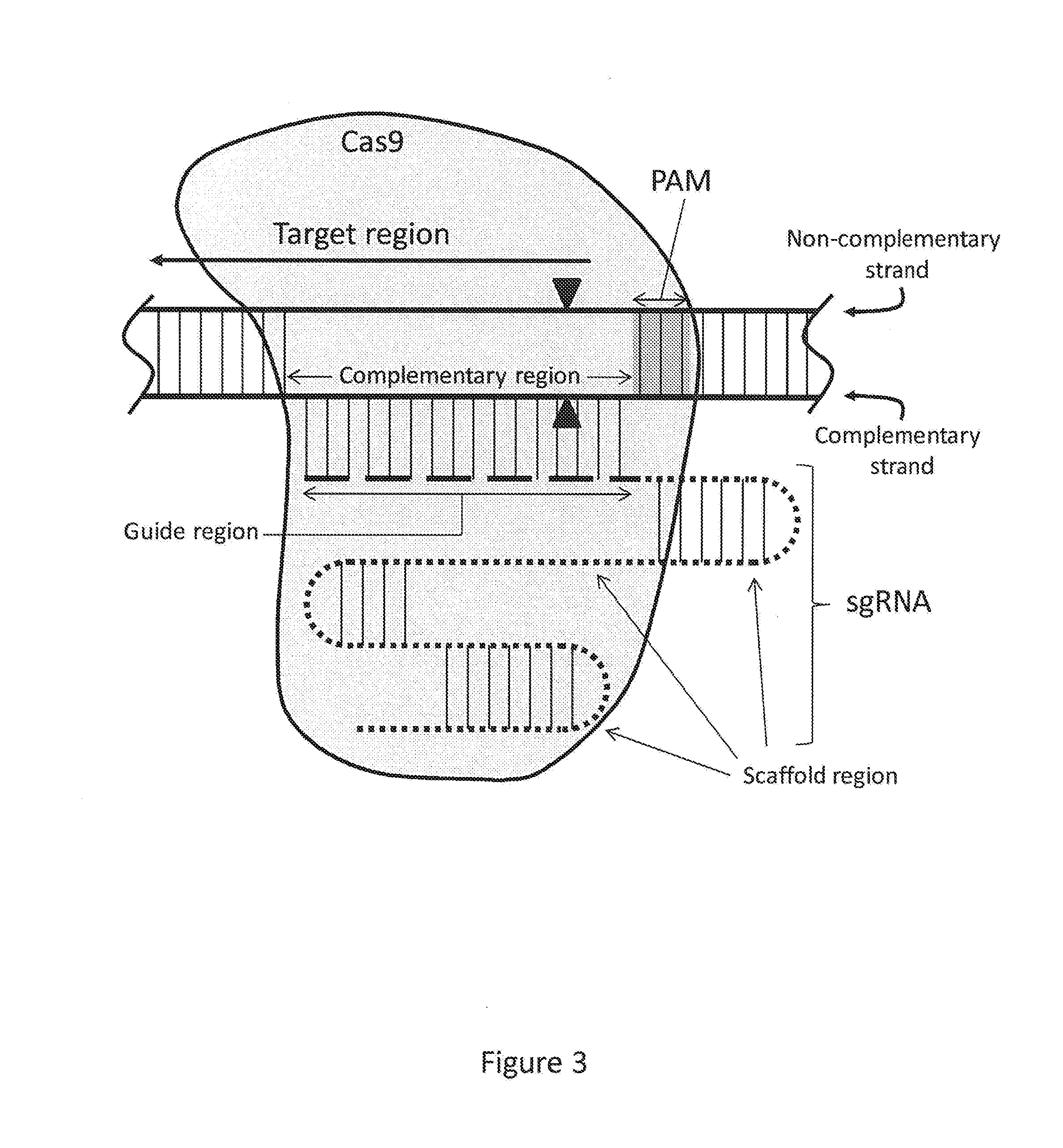 Compositions and methods for enrichment of nucleic acids