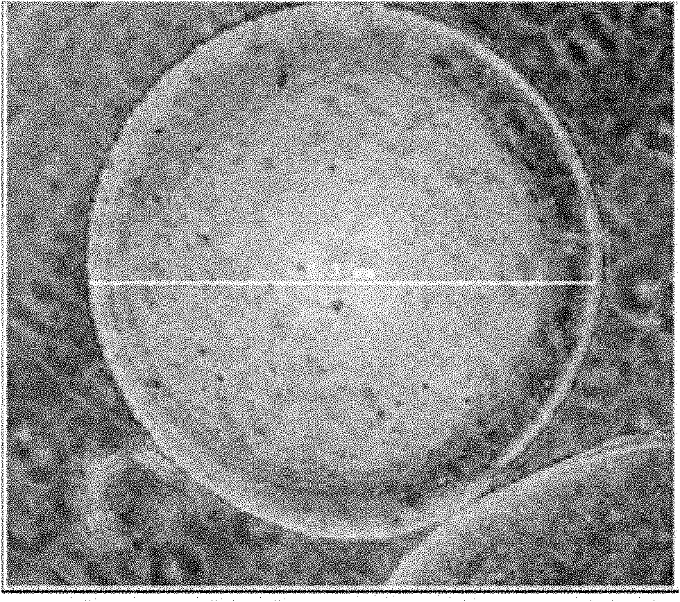 Preparation method of three-dimensional histioid cardiac muscular tissue for studying simulated microgravity effect