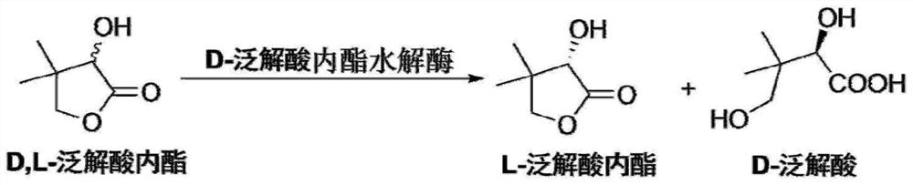 D-pantolactone hydrolase, producing bacteria and genetically engineered bacteria thereof, and applications of D-pantolactone hydrolase and producing bacteria and genetically engineered bacteria