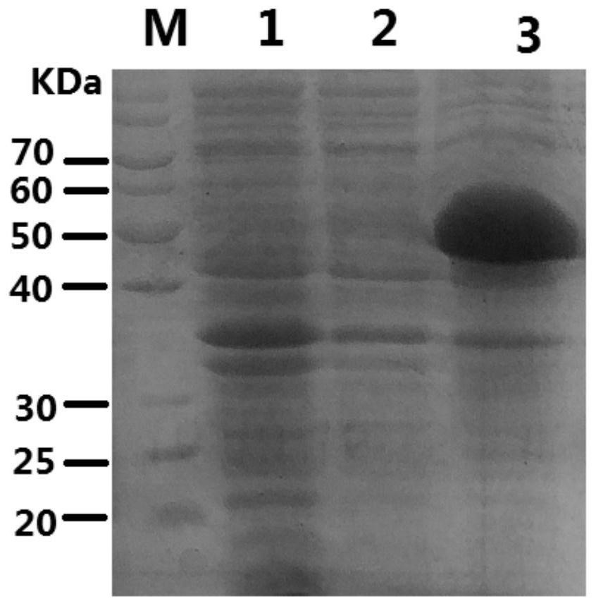 D-pantolactone hydrolase, producing bacteria and genetically engineered bacteria thereof, and applications of D-pantolactone hydrolase and producing bacteria and genetically engineered bacteria