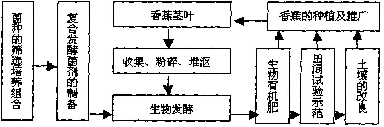 Method for preparing bio-organic fertilizer by biological fermentation of banana stalk and leaves