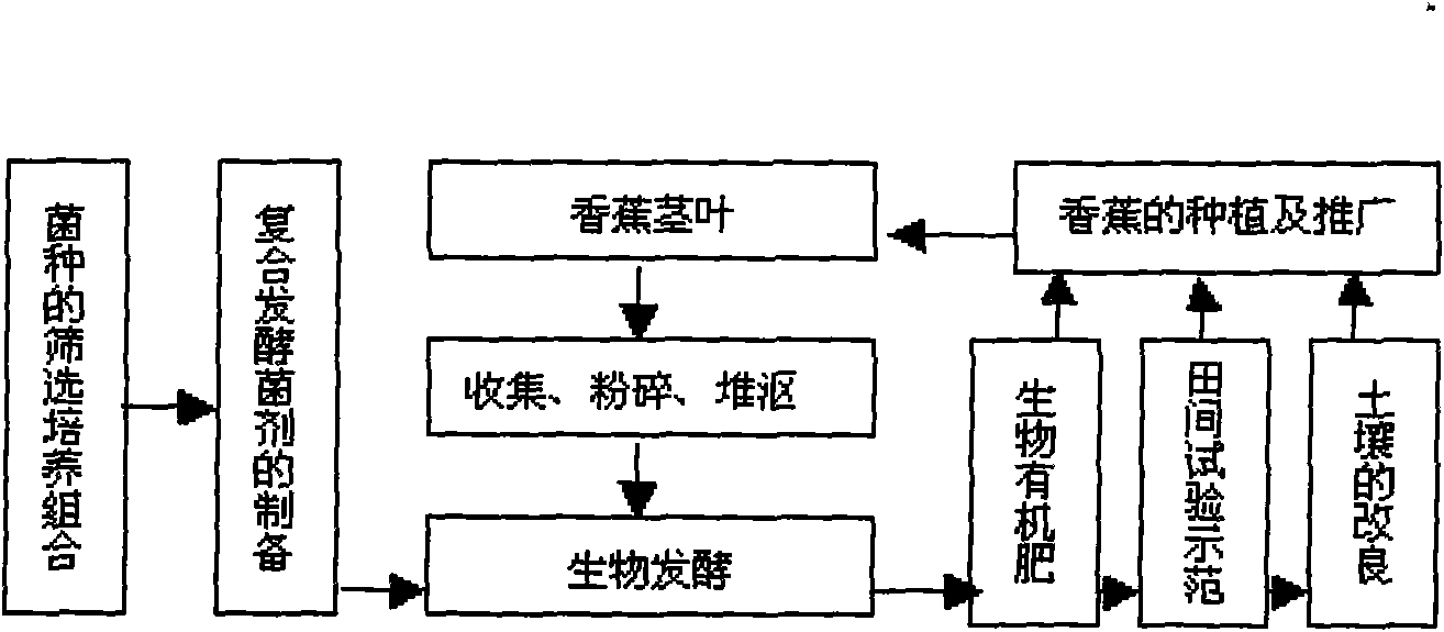 Method for preparing bio-organic fertilizer by biological fermentation of banana stalk and leaves