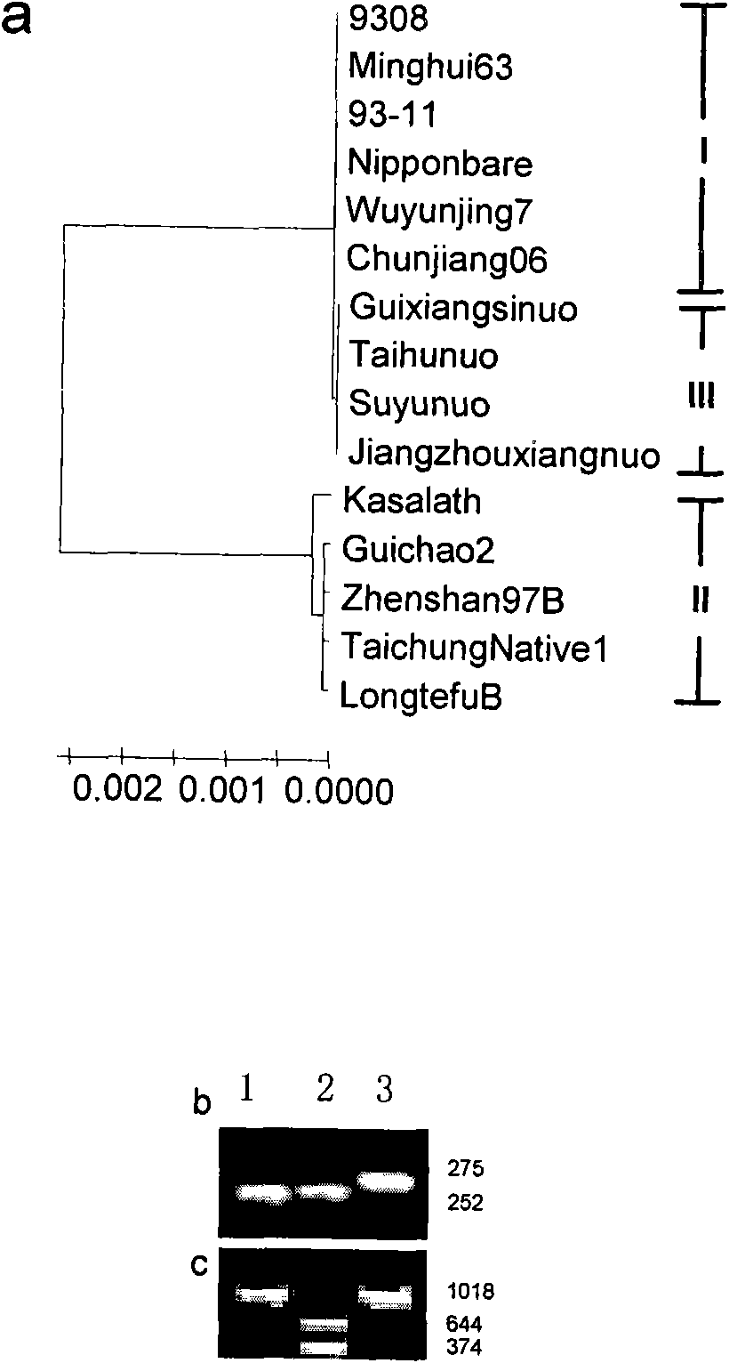 Molecular marker of gene for regulating gel consistency of rice and application thereof