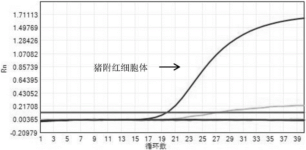 Real-time fluorescent PCR (polymerase chain reaction) kit for detecting swine Eperythrozoon in umbilical cord blood and application thereof