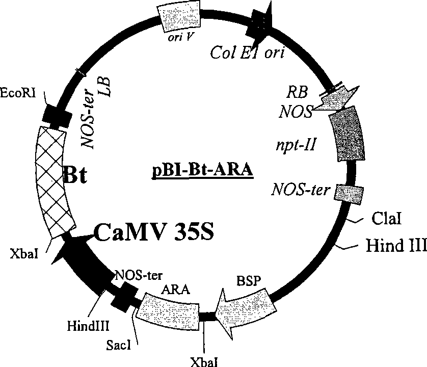 Plant expression carrier construction for divalent insect-resistant gene and transgenic plant acquiring method thereof