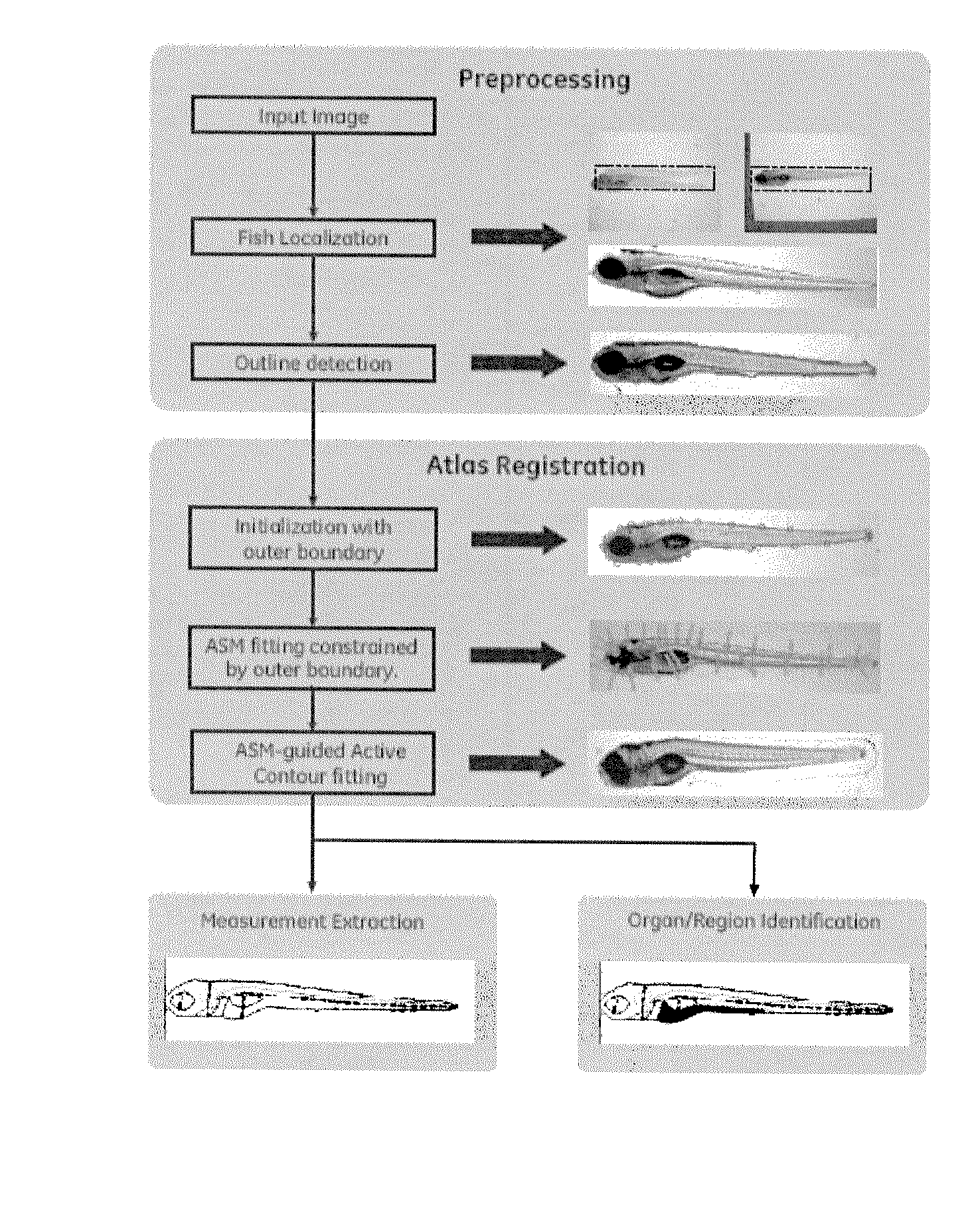 Systems and methods for automated extraction of high-content information from whole organisms