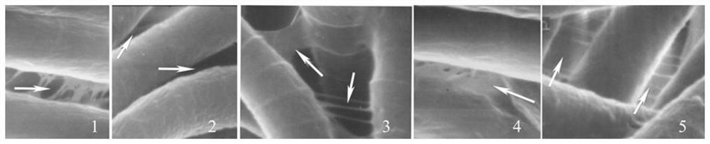 A method for identifying the drainage performance of spirulina algae filaments using scanning electron microscopy