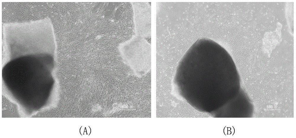 Serum-free medium for stem cells