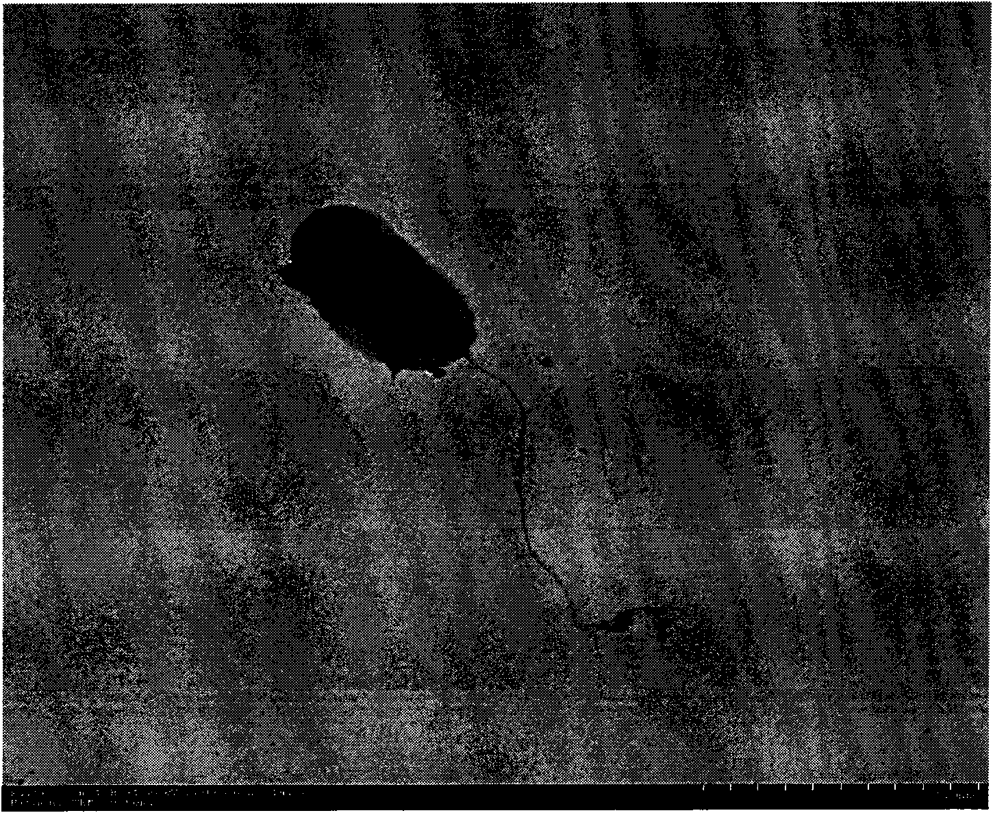 Bdellovibrio bacteriovorus bacterial strain for eliminating Listeria monocytogenes and application thereof