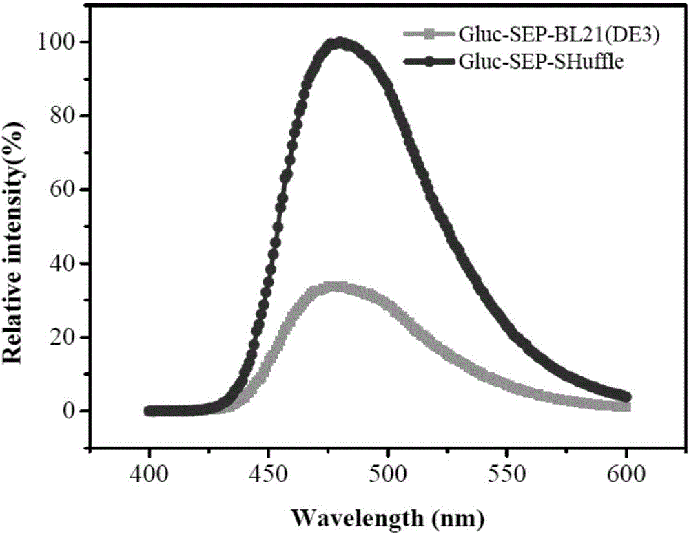 Disulfide bond protein based on Gluc luciferase and preparation method