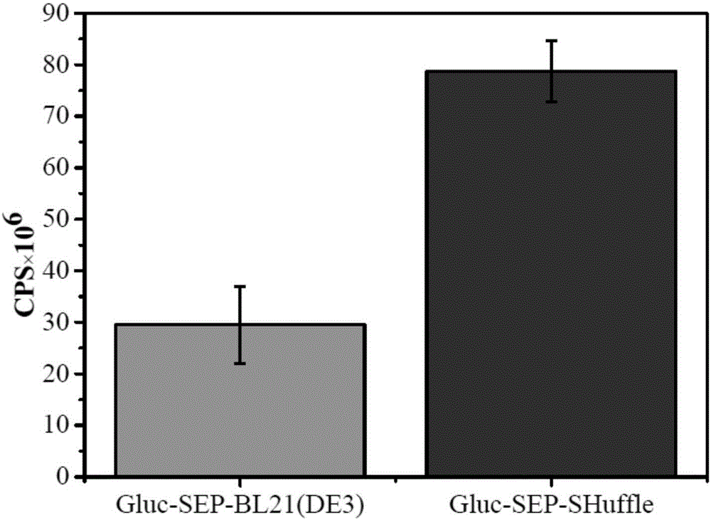 Disulfide bond protein based on Gluc luciferase and preparation method