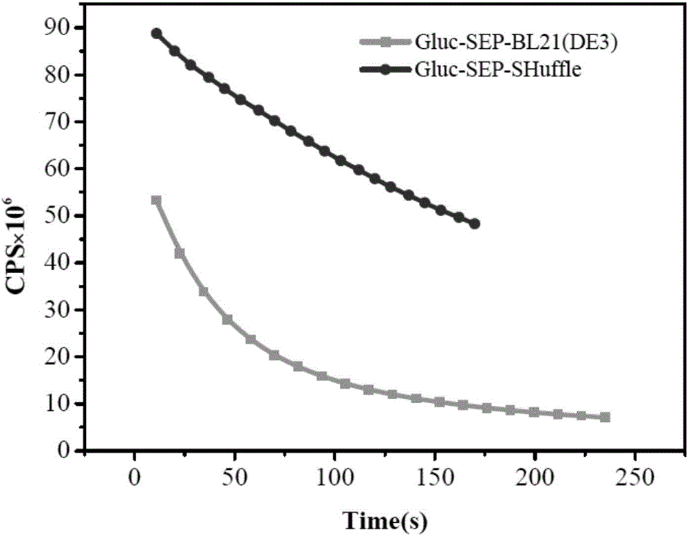 Disulfide bond protein based on Gluc luciferase and preparation method