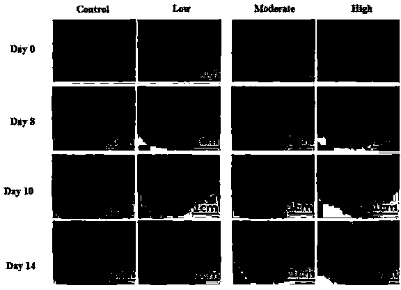 Enzyme preparation method of sea collagen peptide capable of promoting wound healing