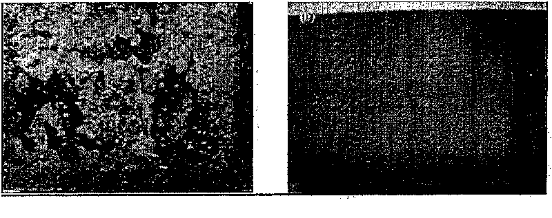 An anti-oxidation coating for steel and method of protecting steel from oxidation