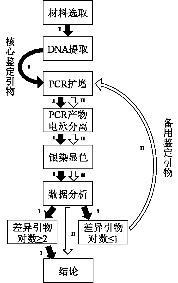 SSR (Simple Sequence Repeat) core primer group and method thereof for identifying tea variety