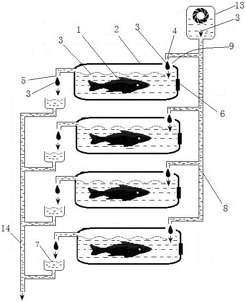 Chemical-free fish farming method and live fish in commercial packaging