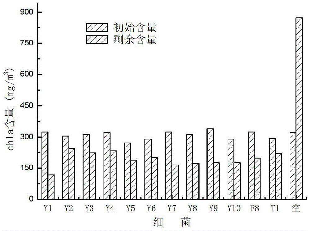 A kind of algae-dissolving/algae toxin-degrading double-effect engineering bacteria y7 and its construction method