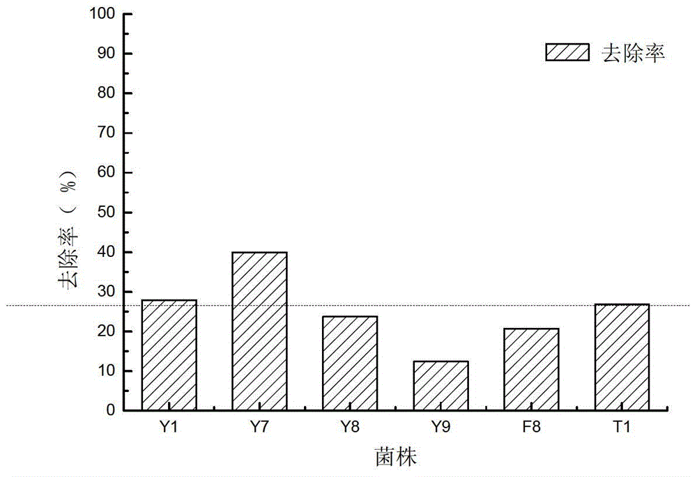 A kind of algae-dissolving/algae toxin-degrading double-effect engineering bacteria y7 and its construction method