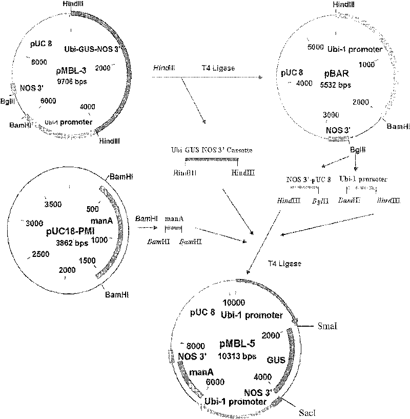 Method of screening transgene barley strain without antibiotic mediated by agrobacterium