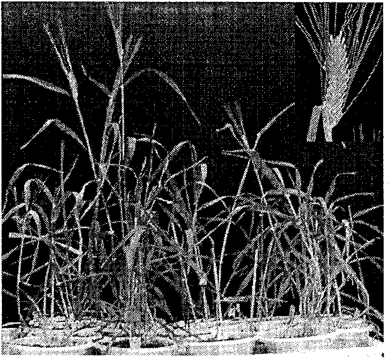 Method of screening transgene barley strain without antibiotic mediated by agrobacterium