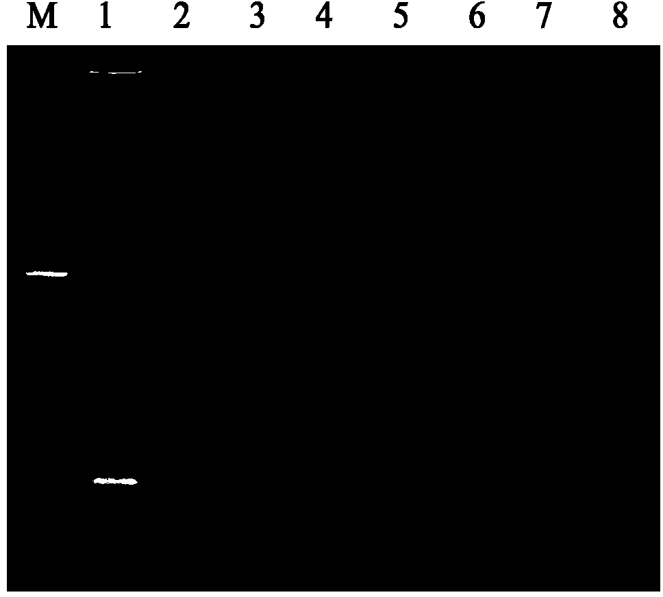 Method for quantitatively detecting ustilaginoidea virens from seed-borne and soil-borne media