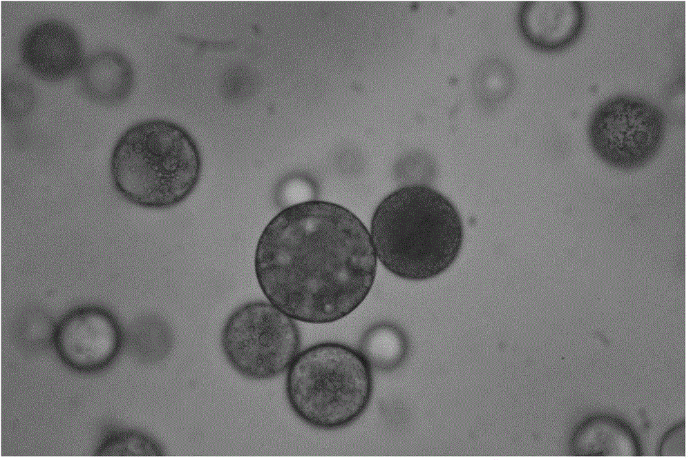 Poly(lactic-co-glycolic acid) particles for dual imaging, as well as preparation method and application of poly(lactic-co-glycolic acid) particles