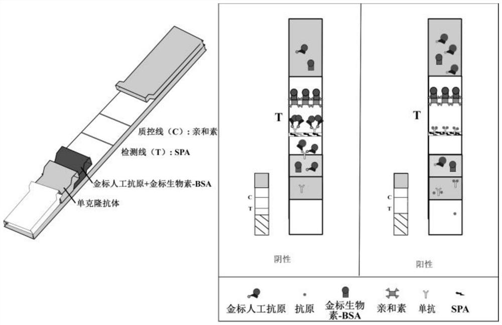 Integrated self-amplification indirect competitive immunochromatography test paper and detection method