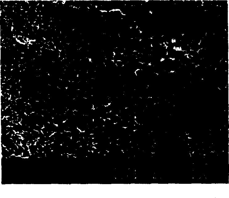 Inorganic whisper reinforced polyolefin composite material in-situ filled polymerization preparing method