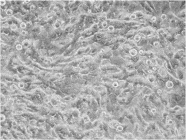 A preparation method of a recombinant eye conjunctival epithelial patch containing goblet cells