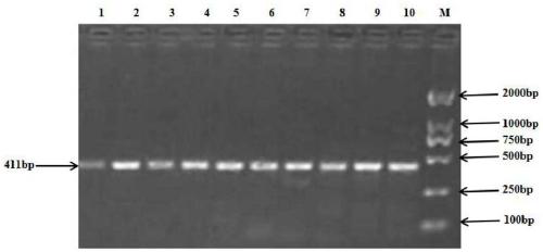 Molecular marker related with sheep tail fat weight and applications thereof