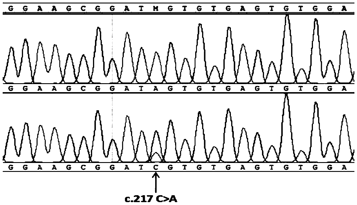 Molecular marker related with sheep tail fat weight and applications thereof