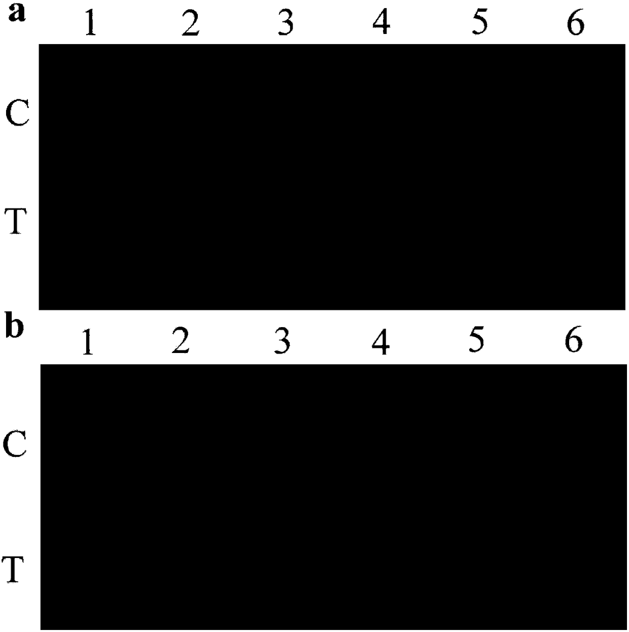 Recombinase polymerase isothermal amplification and test strip combined method for detection of Staphylococcus aureus and application thereof