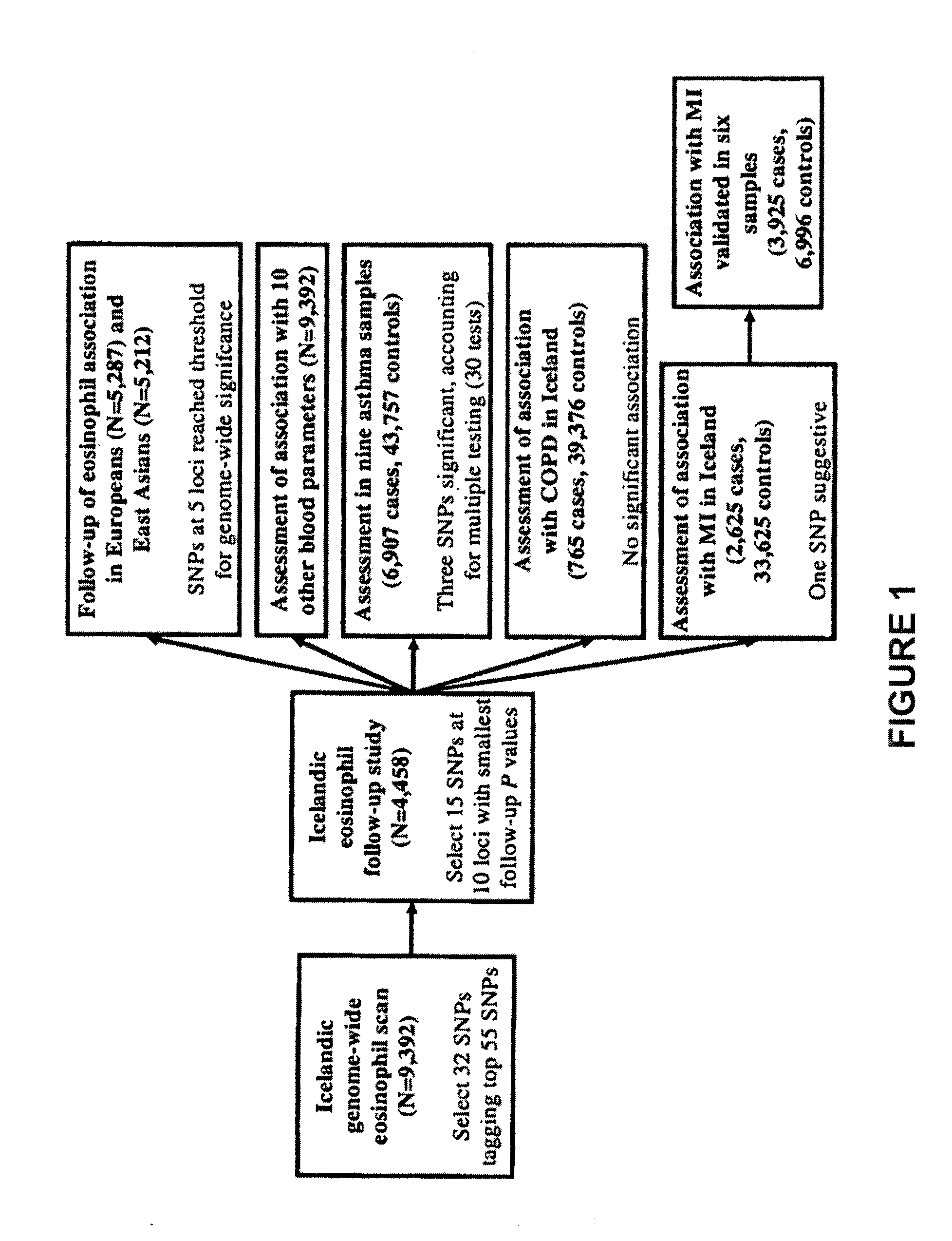 Genetic Variants as Markers for Use in  Diagnosis, Prognosis and Treatment of Eosinophilia, Asthma, and Myocardial Infarction